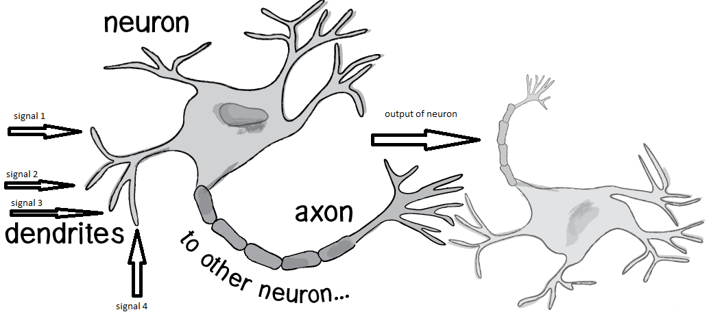 Simplified-neuron.png